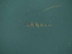 Image of Banded grunter