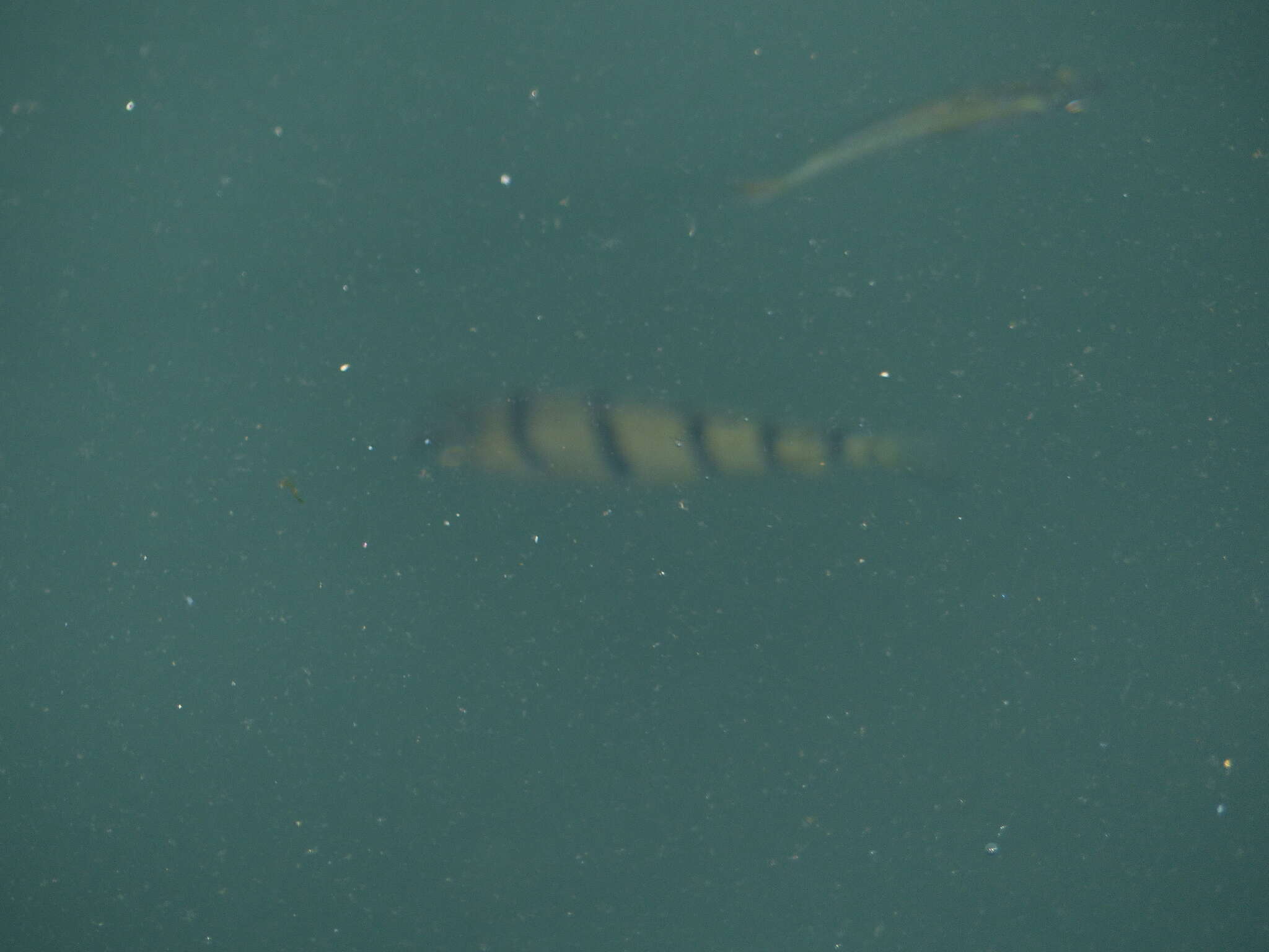 Image of Banded grunter