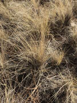 Festuca arizonica Vasey resmi