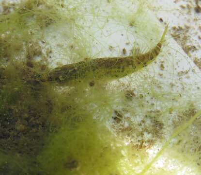 Image of Blackspotted Stickleback