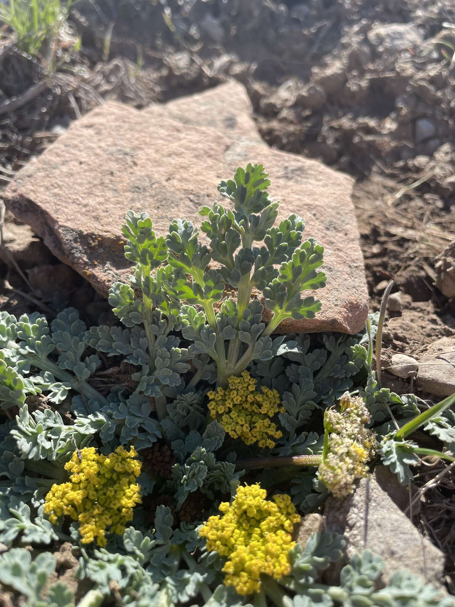 Plancia ëd Aulospermum longipes (S. Wats.) Coult. & Rose