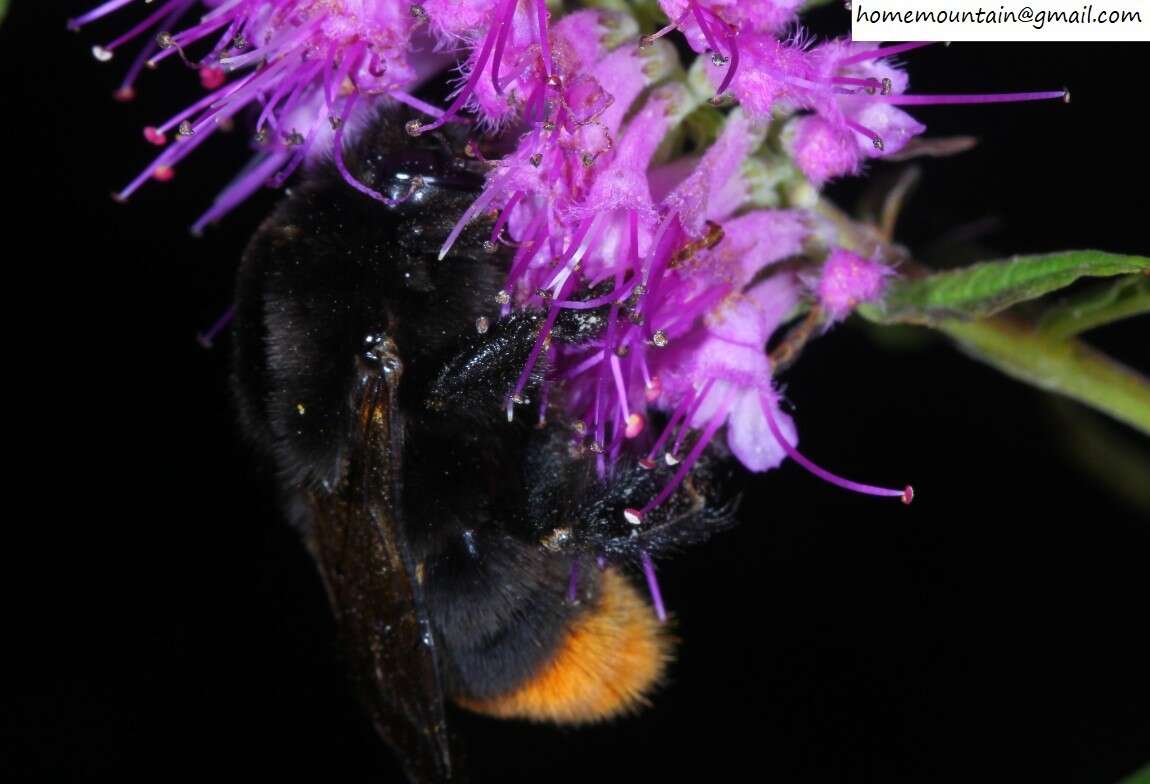 Image of Bombus ignitus Smith 1869