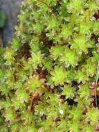 Image of great hairy screw-moss