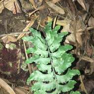 Image de Hymenasplenium excisum (C. Presl) S. Linds.