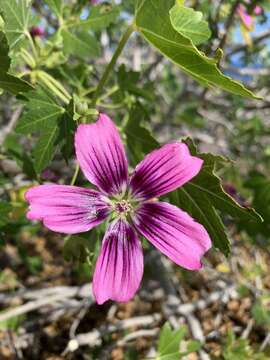 Imagem de <i>Malva assurgentiflora</i> subsp. <i>glabra</i> (Philbrick) M. F. Ray