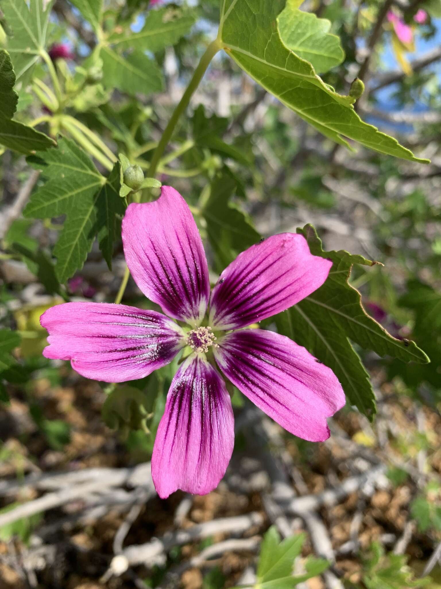 Imagem de <i>Malva assurgentiflora</i> subsp. <i>glabra</i> (Philbrick) M. F. Ray