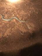 Image of Ringed Brown Snake