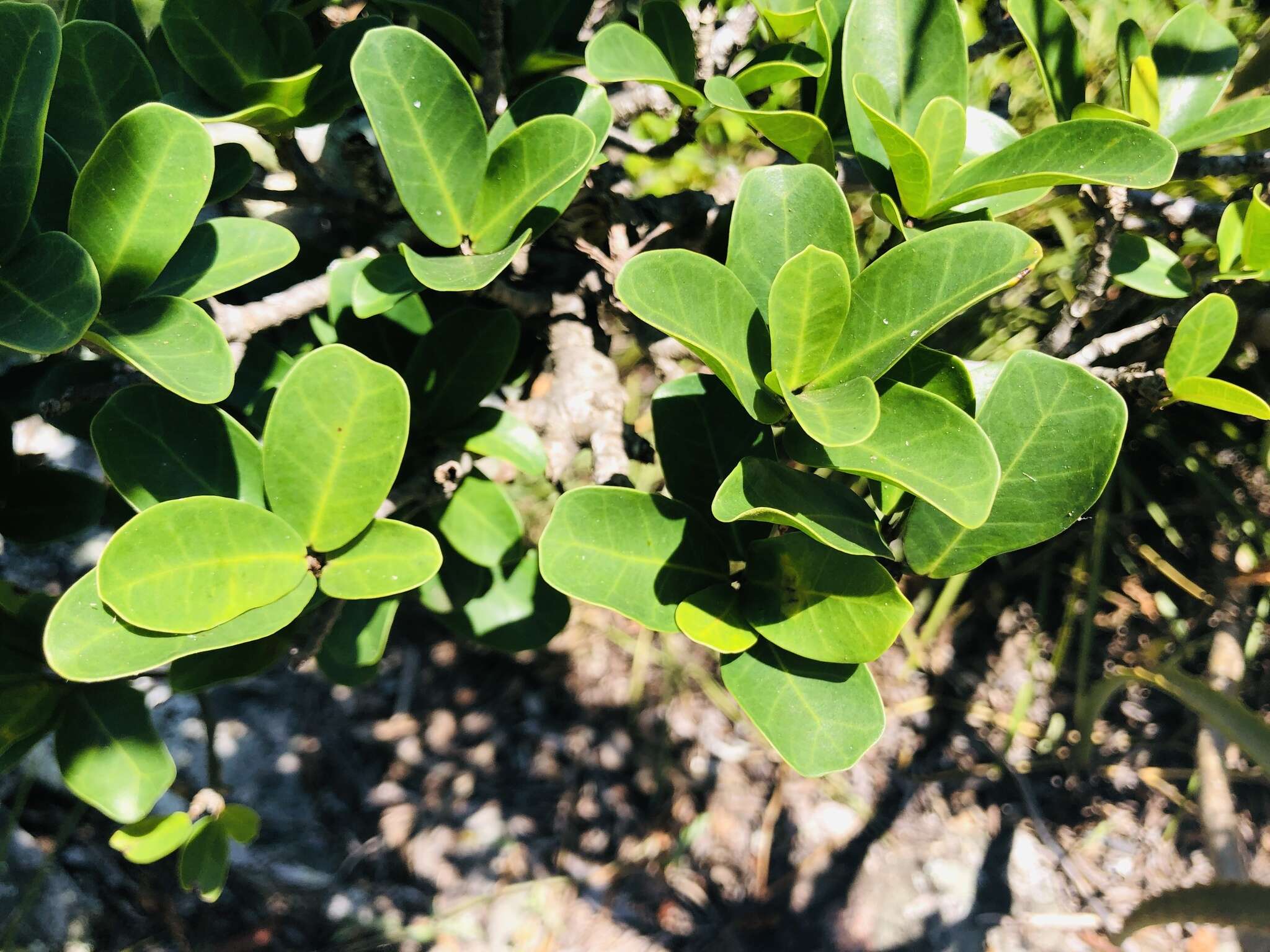 Imagem de Ficus craterostoma Warb. ex Mildbr. & Burr.