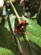 Image of Neobellamira delicata australis Linsley & Chemsak 1976