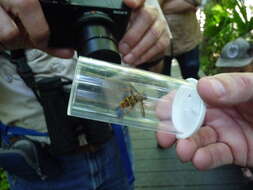 Image of Yellowjacket Hover Fly