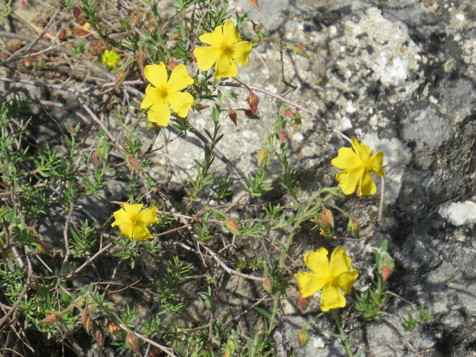 Image of Fumana arabica (L.) Spach