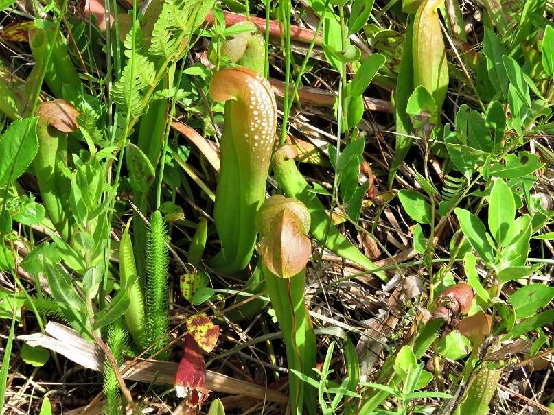 Image of Hooded Pitcherplant