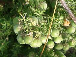 Image of Spiny Asparagus