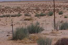 Image of Desert Broom