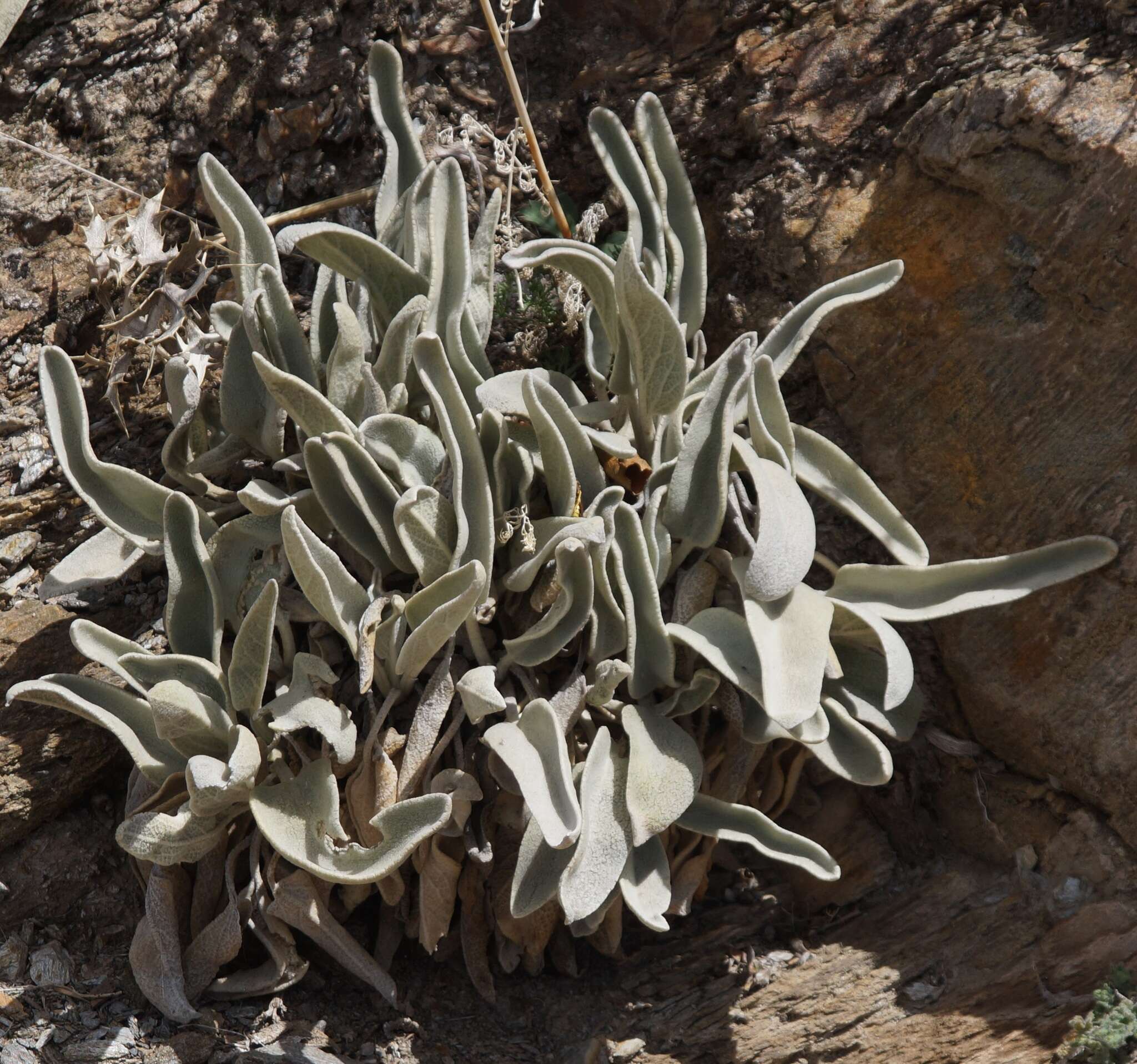 Image of Phlomis crinita Cav.