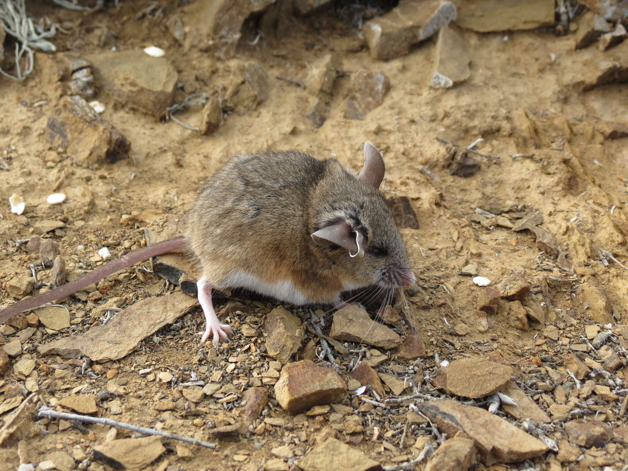 Image of Cactus Mouse