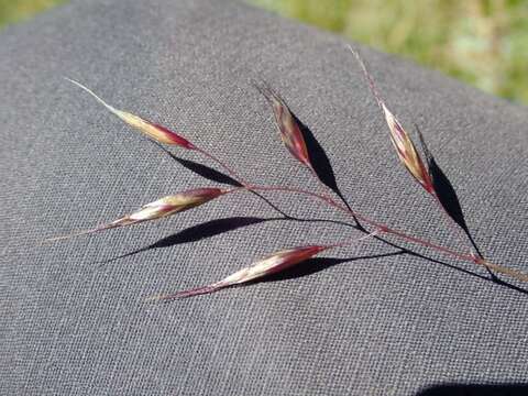 Imagem de Helictochloa versicolor (Vill.) Romero Zarco