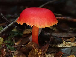 Image of Hygrocybe firma (Berk. & Broome) Singer 1958