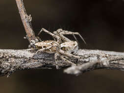 Image of Oxyopes takobius Andreeva & Tyschchenko 1969