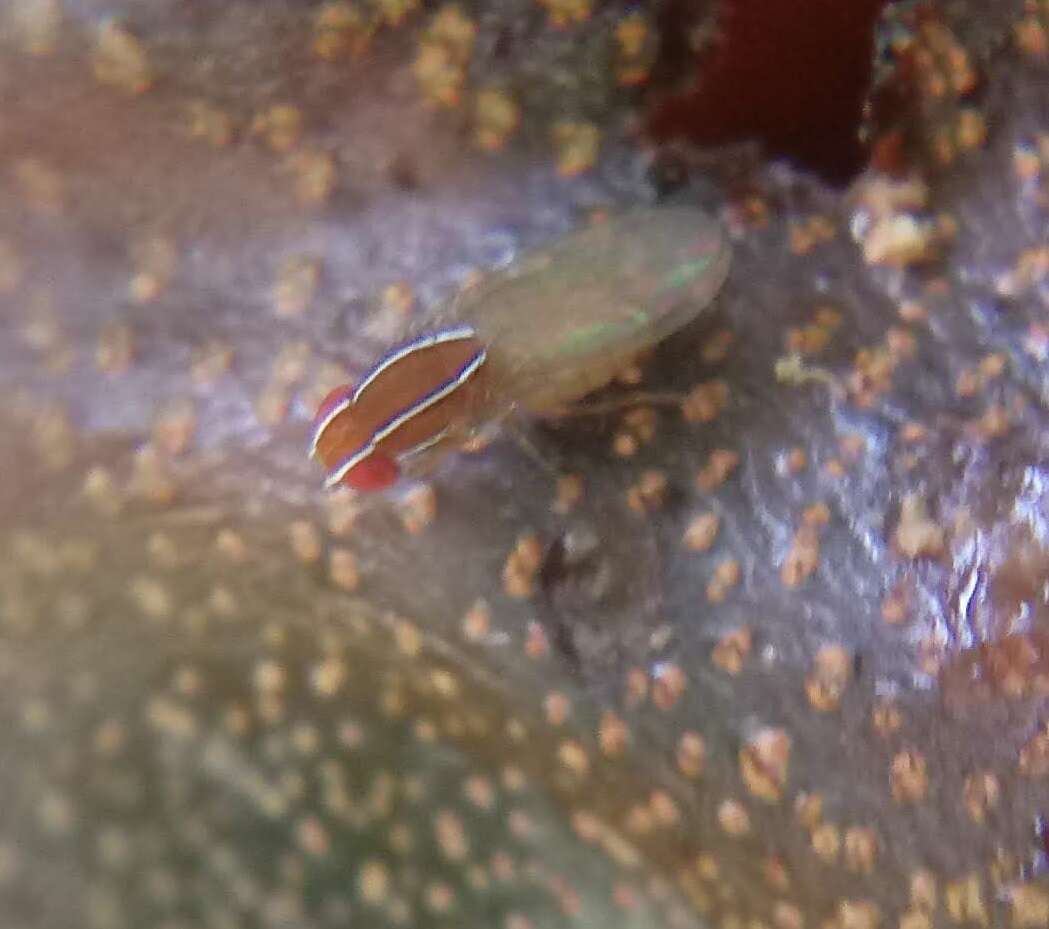 Image of African Fig Fly