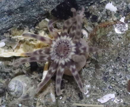 Image of 12-tentacle parasitic anemone