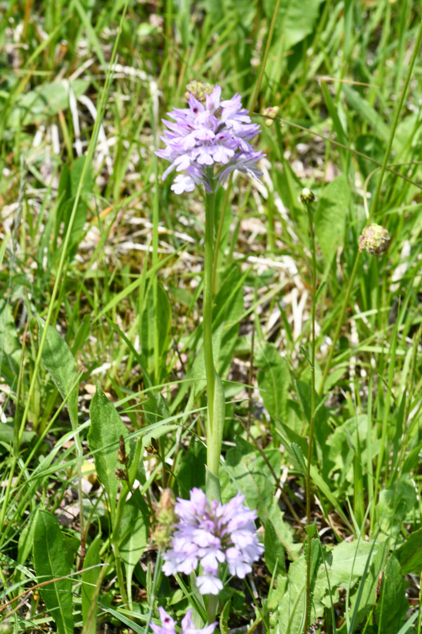 Image de Neotinea tridentata subsp. tridentata