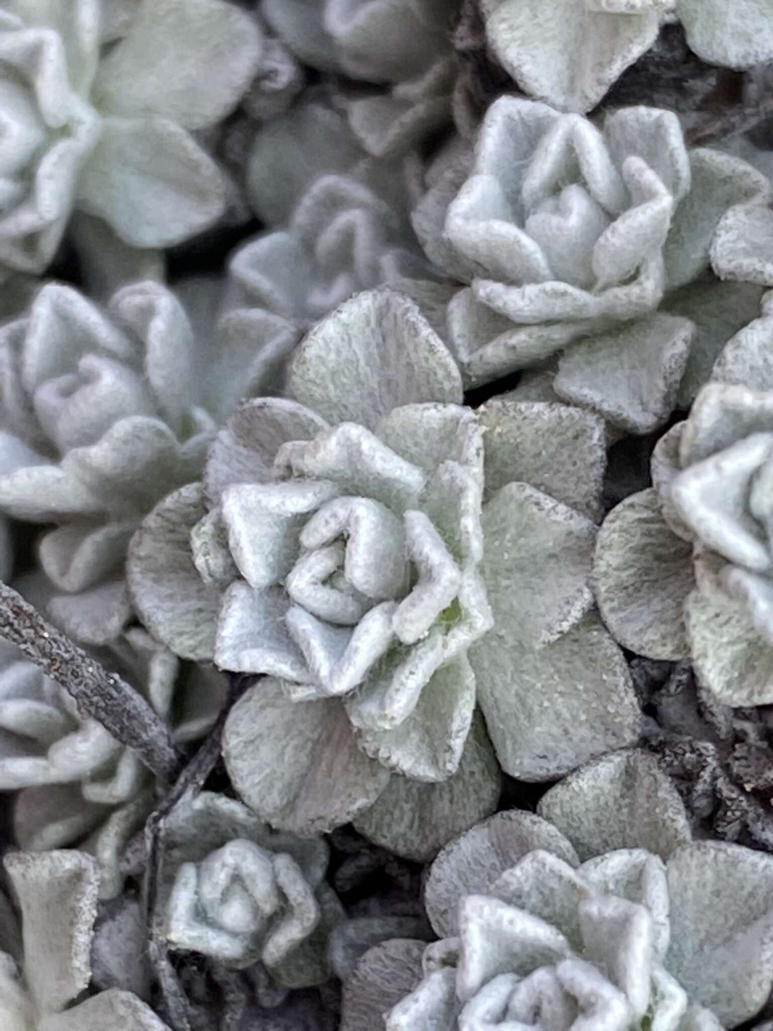 Imagem de Antennaria densifolia Porsild