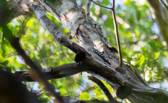 Image of Yucatan Woodpecker