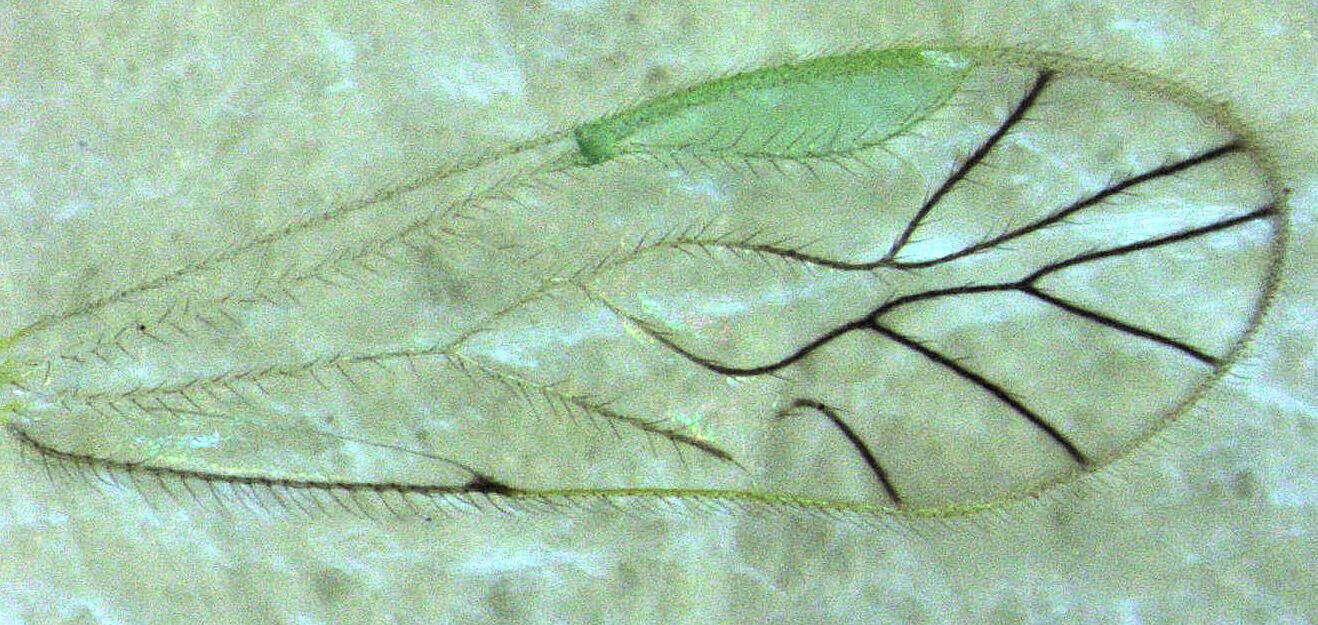 Image of Austropsocus viridis (Enderlein 1903)
