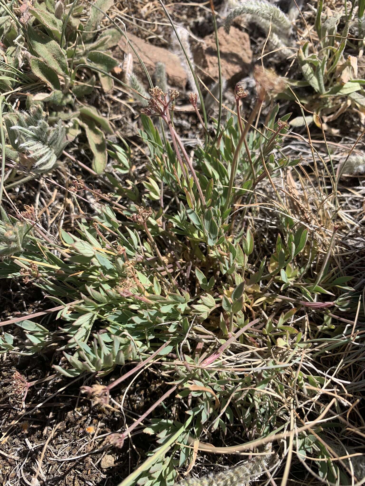 Image of Greenman's biscuitroot