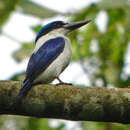 Image of White-mantled Kingfisher