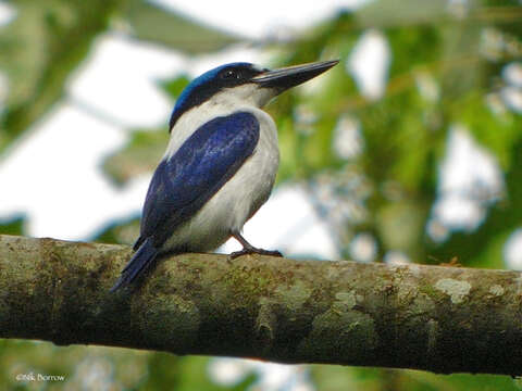 صورة Todiramphus albonotatus (Ramsay & EP 1884)