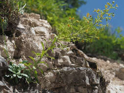 Слика од Saxifraga mutata L.