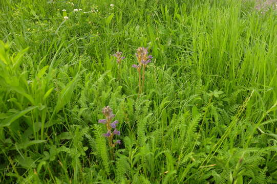 Слика од Phelipanche purpurea (Jacq.) Soják