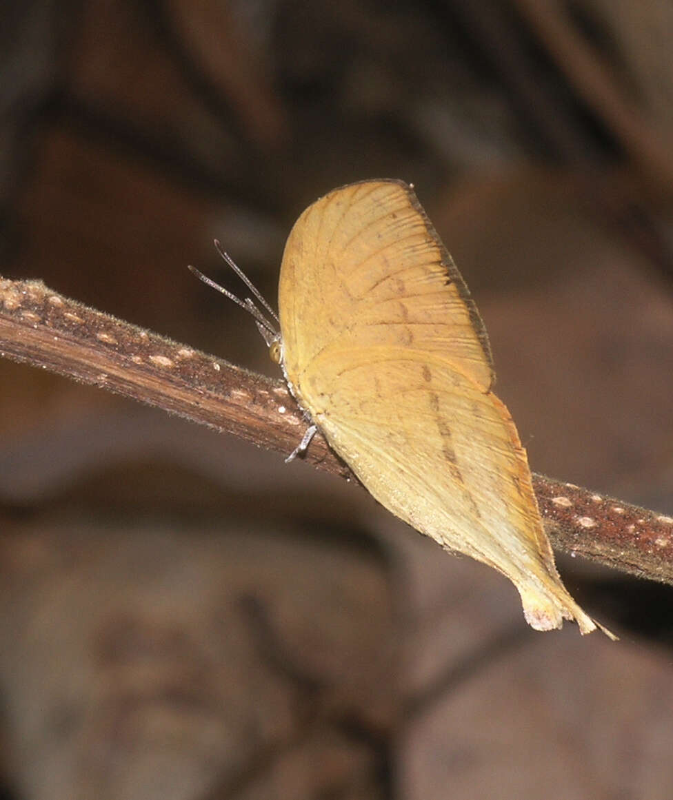 Imagem de Loxura atymnus fuconius Fruhstorfer 1912