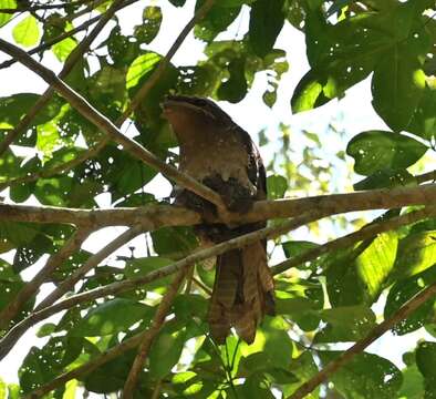 Image of Large Frogmouth