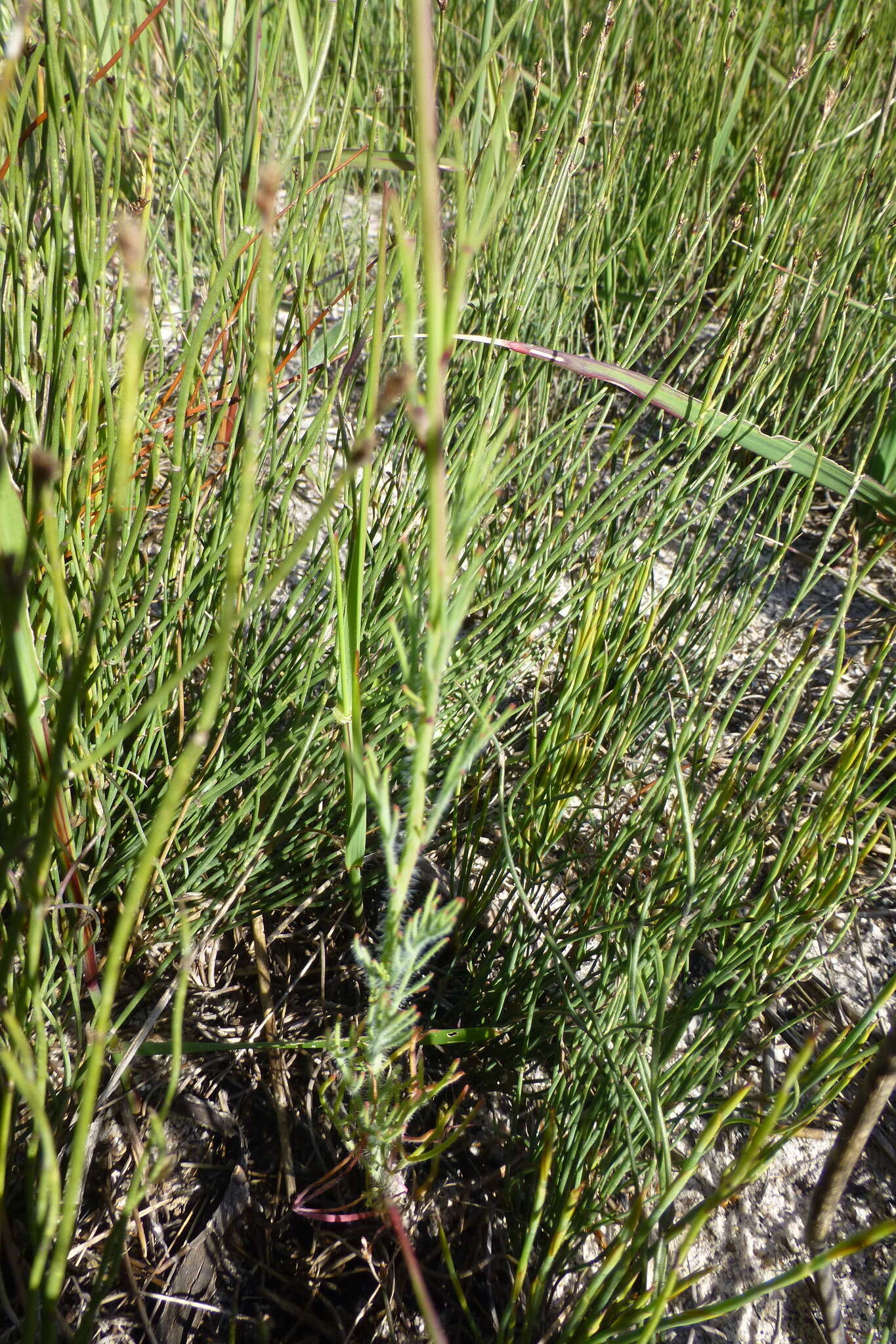 Image of Heliophila digitata L. fil.