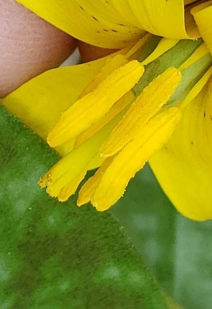 Image of dogtooth violet