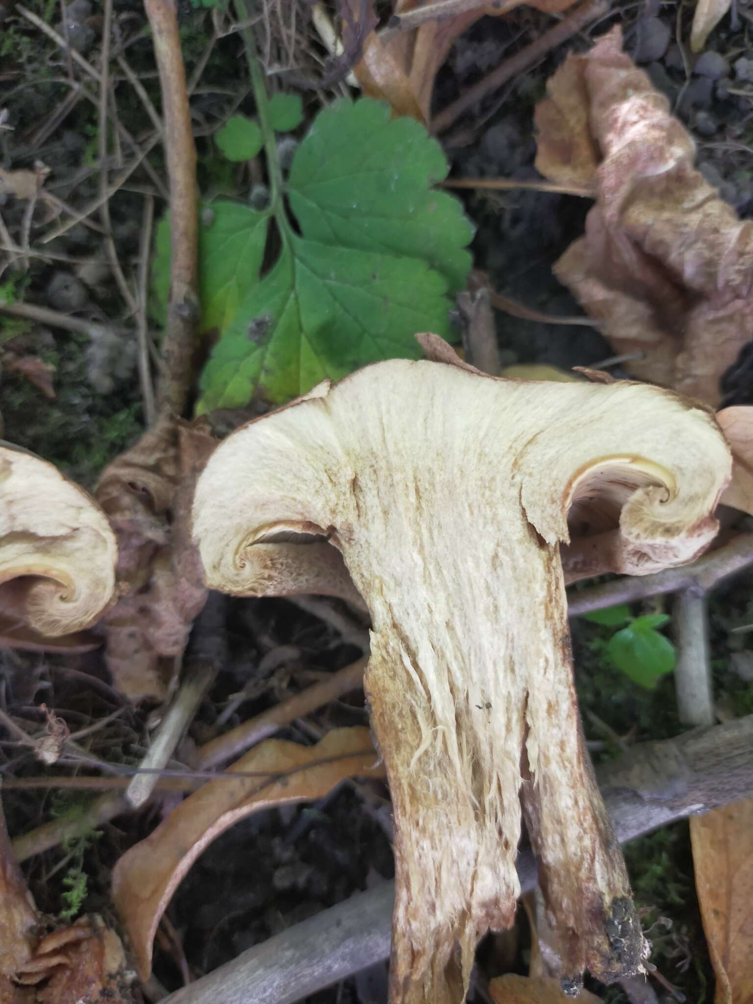 Image of Paxillus obscurisporus C. Hahn 1999