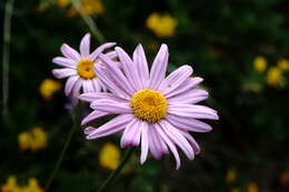 Image of pyrethum daisy