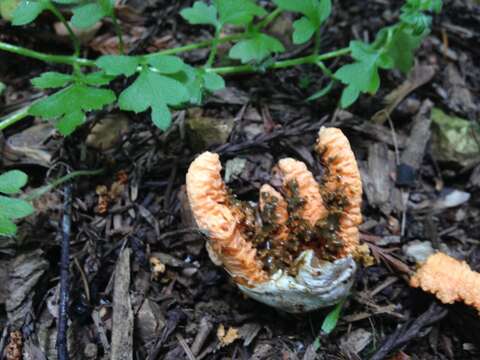 Imagem de Clathrus ruber P. Micheli ex Pers. 1801