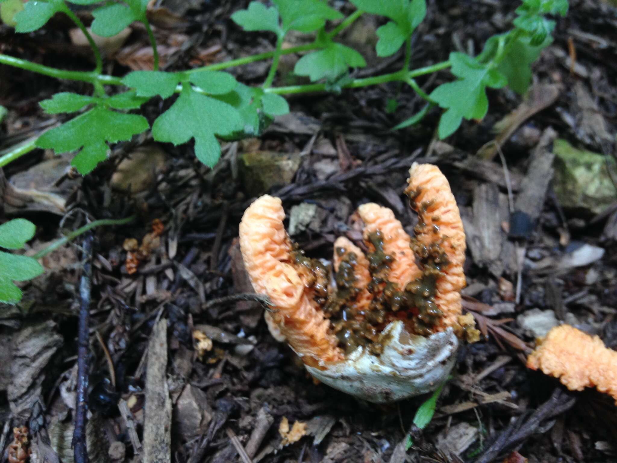 Image of Clathrus ruber P. Micheli ex Pers. 1801