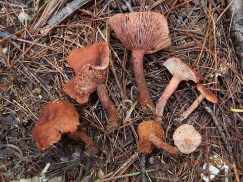 Image of Lactarius hepaticus Plowr. 1905