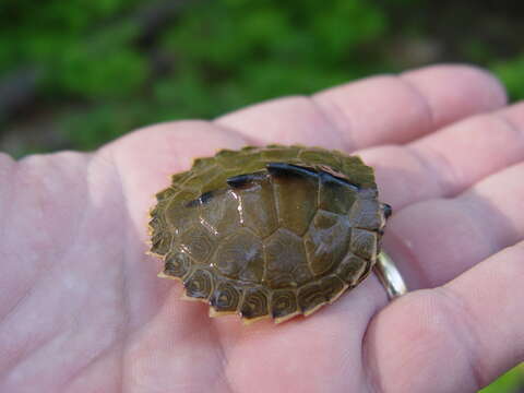 Image of Alabama Map Turtle