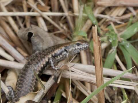 Image of Dark Barsided Skink