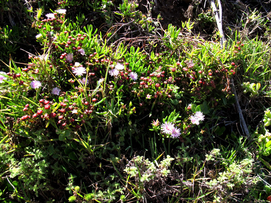 Image of Lampranthus sparsiflorus L. Bol.