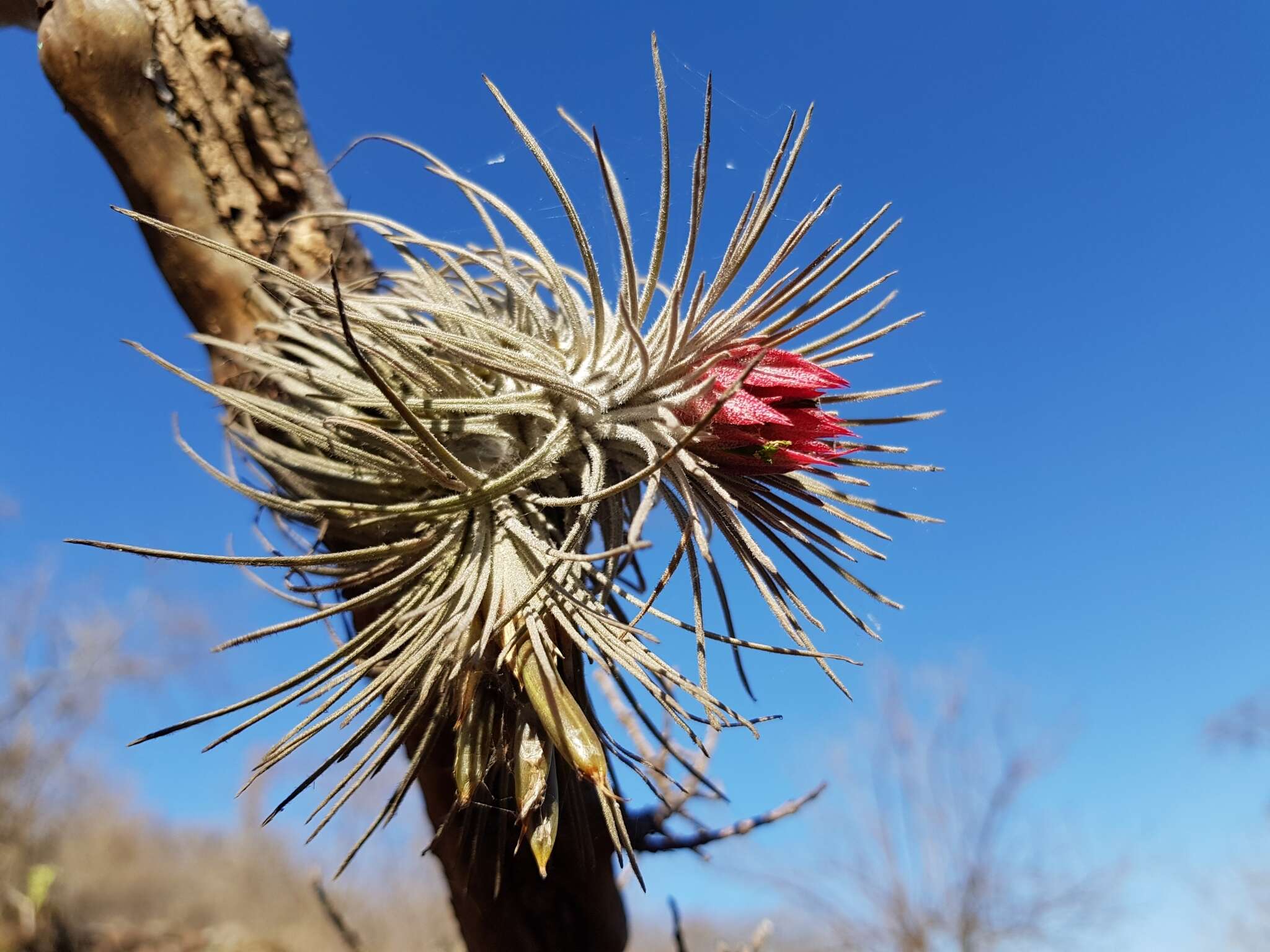 Image of Tillandsia atroviridipetala Matuda