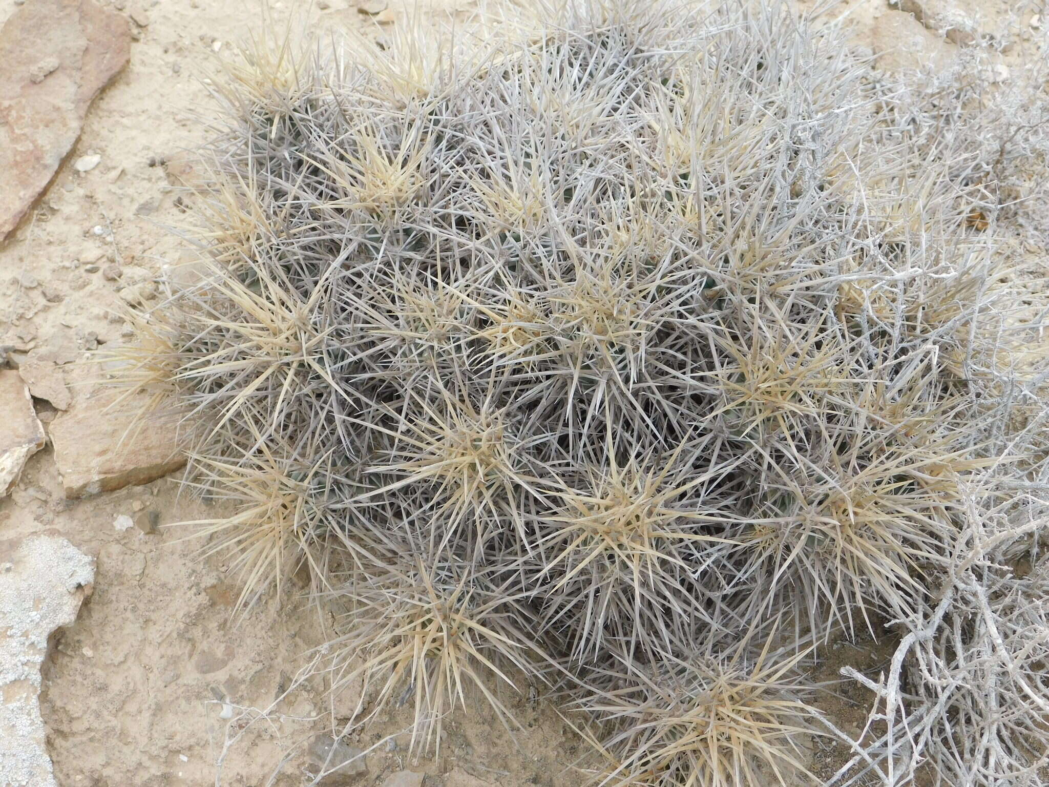 Image of Echinocereus maritimus (M. E. Jones) K. Schum.