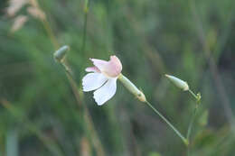 صورة Dianthus monadelphus subsp. pallens (Smith) Greuter & Burdet