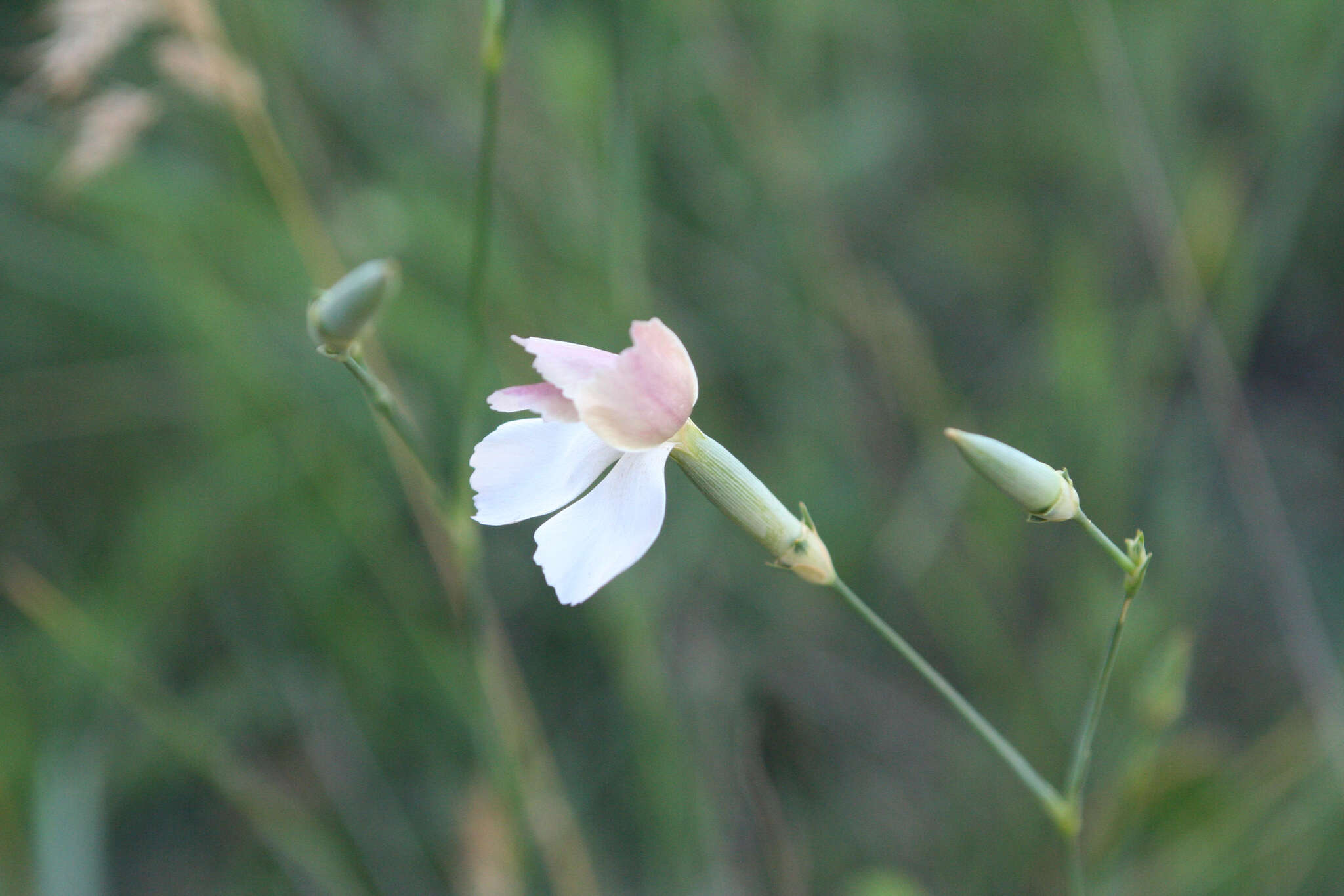 صورة Dianthus monadelphus subsp. pallens (Smith) Greuter & Burdet